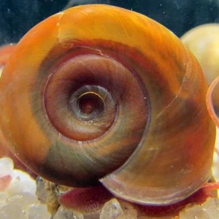 Planorbe/escargot marron #0