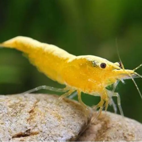 Crevettes yellow néon
