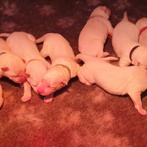 Chiots berger blanc suisse lof à réserver #0