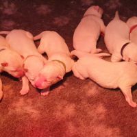 Chiots berger blanc suisse lof à réserver