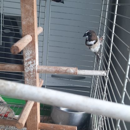 Moineau du japon 1 mâle et 1 couple #1