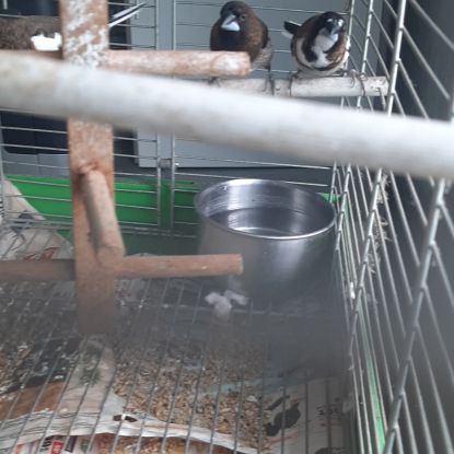 Moineau du japon 1 mâle et 1 couple #0