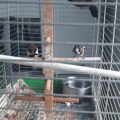 Moineau du japon 1 mâle et 1 couple #3