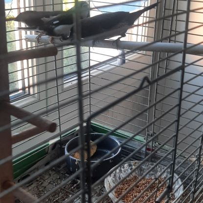 Moineau du japon 1 mâle et 1 couple #4