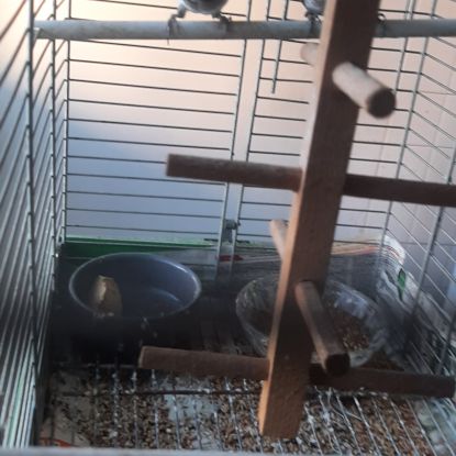 Moineau du japon 1 mâle et 1 couple #5