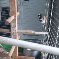 Moineau du japon 1 mâle et 1 couple #1