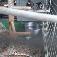 Moineau du japon 1 mâle et 1 couple