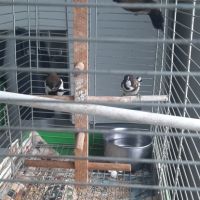 Moineau du japon 1 mâle et 1 couple #3