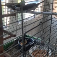 Moineau du japon 1 mâle et 1 couple #4