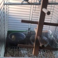 Moineau du japon 1 mâle et 1 couple #5