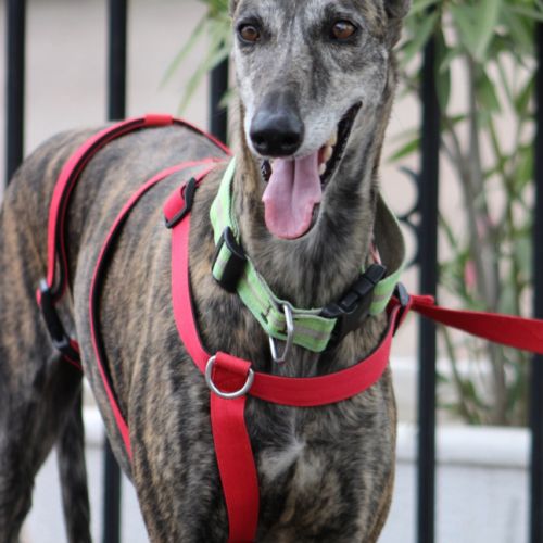 Chorrona, douce galga majestueuse #1