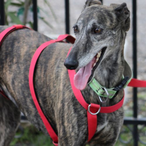 Chorrona, douce galga majestueuse #3