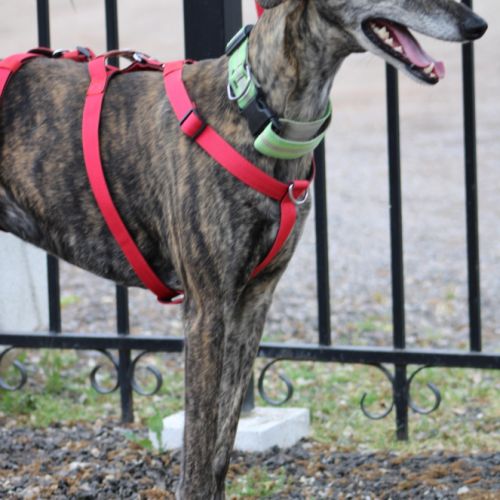 Chorrona, douce galga majestueuse #4
