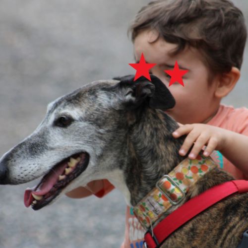 Chorrona, douce galga majestueuse #5