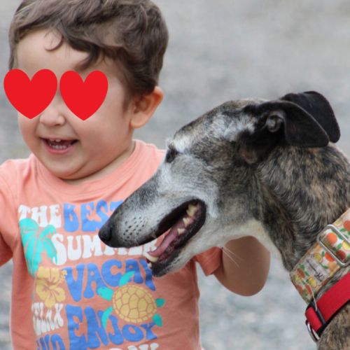 Chorrona, douce galga majestueuse #6