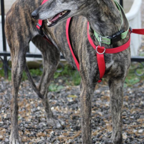 Chorrona, douce galga majestueuse #7