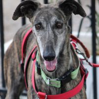 Chorrona, douce galga majestueuse