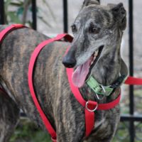 Chorrona, douce galga majestueuse #3