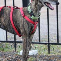 Chorrona, douce galga majestueuse #4