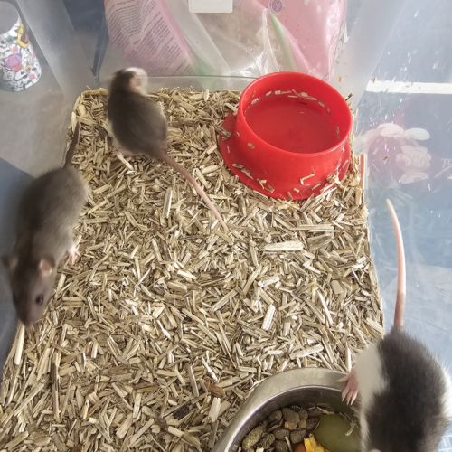3 femelles rats et 4 mâles #1