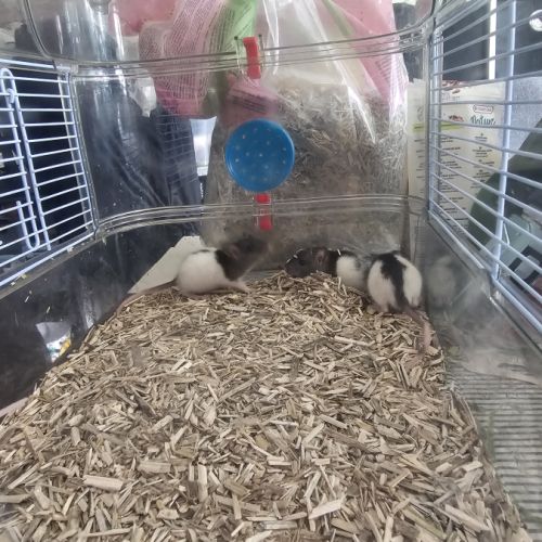 3 femelles rats et 4 mâles
