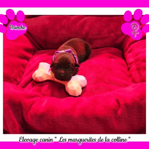 Chiots labradors retrievers chocolats à réserver. #3