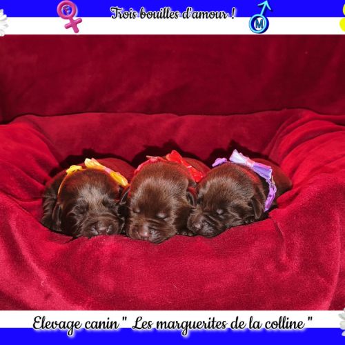 Chiots labradors retrievers chocolats à réserver.