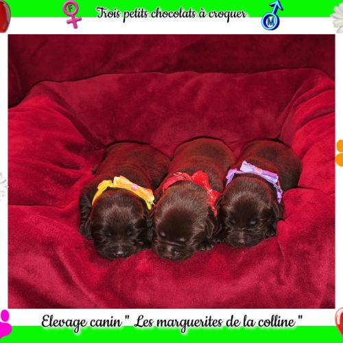Chiots labradors retrievers chocolats à réserver. #6