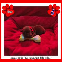 Chiots labradors retrievers chocolats à réserver. #2