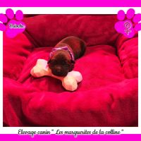 Chiots labradors retrievers chocolats à réserver. #3