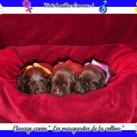 Chiots labradors retrievers chocolats à réserver. #0