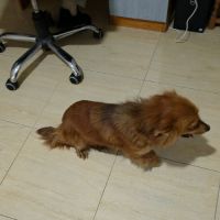 Jaya ultra câline à l'adoption #4