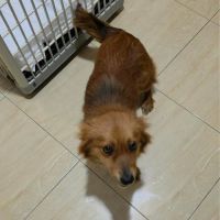 Jaya ultra câline à l'adoption #6