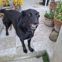 Chien shella #0