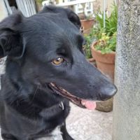 Chien shella #2