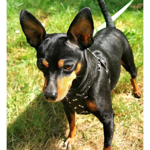 Adorable petite pinscher recherche sa famille #1