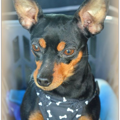 Adorable petite pinscher recherche sa famille #2