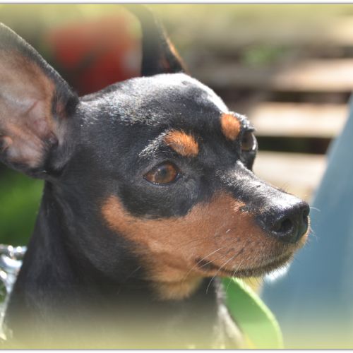Adorable petite pinscher recherche sa famille #0