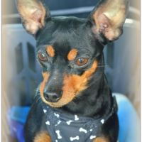 Adorable petite pinscher recherche sa famille #2