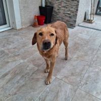 Chien milka #3