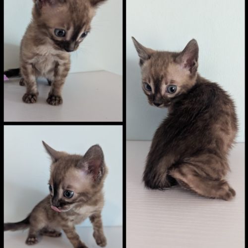 Chaton femelle bengal snow mink charcoal loof #0