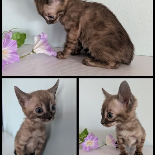 Chaton femelle bengal snow mink charcoal loof #3