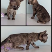 Chaton femelle bengal snow mink charcoal loof #1