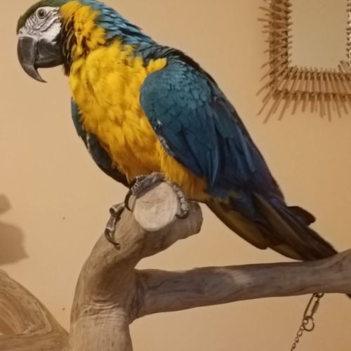 Male ara de 4 ans