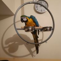 Male ara de 4 ans #1