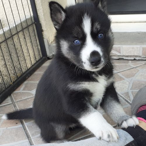 Chiots huskys lof à adopter #3