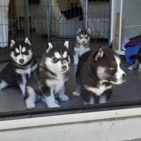 Chiots huskys lof à adopter #1
