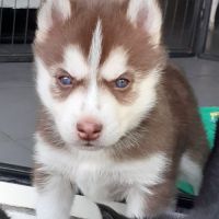 Chiots huskys lof à adopter #2