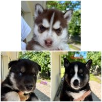 Chiots huskys lof à adopter #4