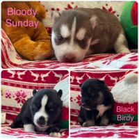 Chiots huskys lof à adopter #0